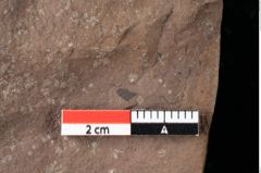 Foto (Detailansicht) von Xylomites lignitum Ettingshausen (NHMW-GEO-2024-0188-0052b)